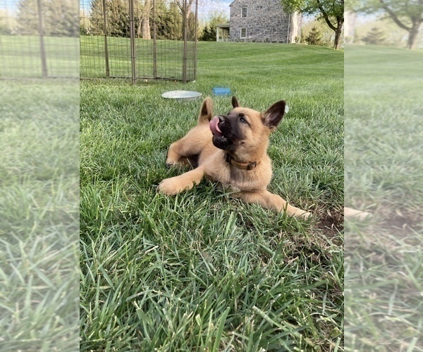 Medium Photo #6 Belgian Malinois Puppy For Sale in FAIRPLAY, MD, USA