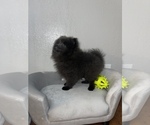 Small Photo #4 Pomeranian Puppy For Sale in WEBSTER, FL, USA