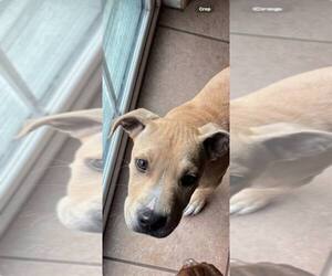 American Pit Bull Terrier-Unknown Mix Dogs for adoption in Shillington, PA, USA