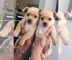 Small #1 Chihuahua Mix
