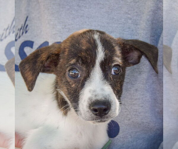 Medium Photo #2 Australian Shepherd-Unknown Mix Puppy For Sale in Huntley, IL, USA