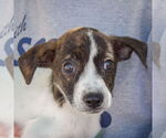 Small #1 Australian Shepherd Mix