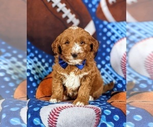 Double Doodle Puppy for sale in NOTTINGHAM, PA, USA