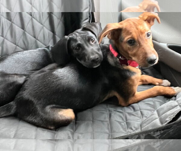 Medium Photo #5 Mutt Puppy For Sale in Mount Laurel, NJ, USA