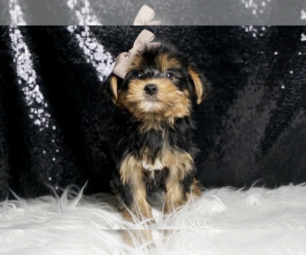 Medium Photo #31 Morkie Puppy For Sale in WARSAW, IN, USA