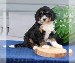 Small #1 Bernedoodle (Miniature)