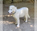 Small #1 Great Pyrenees