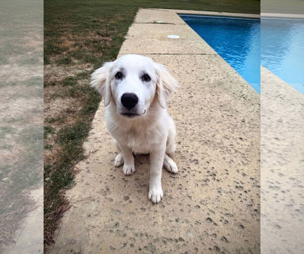 Medium Photo #1 Golden Pyrenees Puppy For Sale in Murrells Inlet, SC, USA