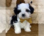 Small #32 Yorkshire Terrier
