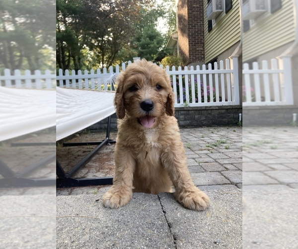 Medium Photo #1 Labradoodle Puppy For Sale in HAMDEN, CT, USA