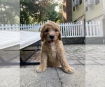 Small Photo #1 Labradoodle Puppy For Sale in HAMDEN, CT, USA