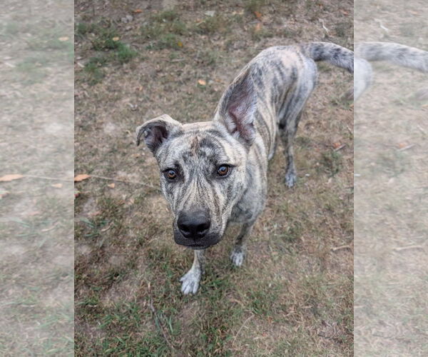 Medium Photo #1 Mutt Puppy For Sale in White Bluff, TN, USA