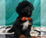 Small #2 Bichon Frise