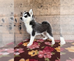 Pomsky Puppy for sale in VERMONTVILLE, MI, USA
