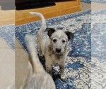 Small #3 Australian Cattle Dog