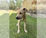 Small #1 Mutt