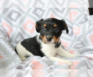 Cavalier King Charles Spaniel-Jack Russell Terrier Mix Puppy for sale in SHILOH, OH, USA
