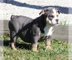 Bulldog Puppy for sale in MARSHFIELD, MO, USA