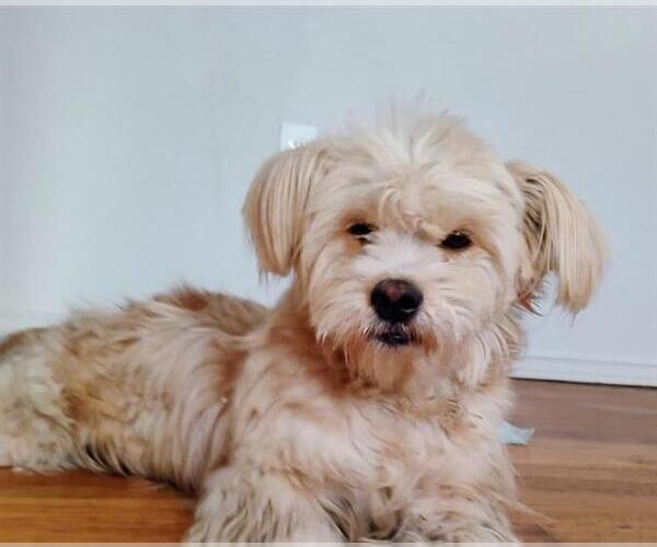 Medium Photo #1 Maltese Puppy For Sale in San Antonio, TX, USA