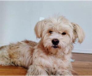 Maltese Dogs for adoption in San Antonio, TX, USA