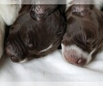 Small Photo #8 German Shorthaired Pointer Puppy For Sale in WARSAW, NY, USA