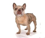 Small #2 French Bulldog Mix