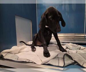 Labrador Retriever Dogs for adoption in Conroe, TX, USA