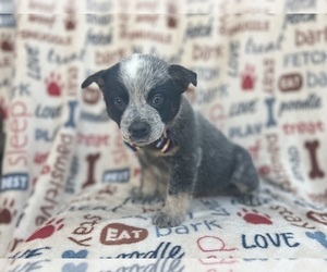 Australian Cattle Dog Puppy for sale in LAKELAND, FL, USA