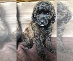Small Photo #5 Poodle (Miniature) Puppy For Sale in WALHONDING, OH, USA