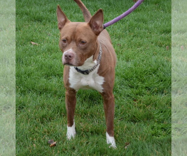 Medium Photo #5 American Bulldog-American Staffordshire Terrier Mix Puppy For Sale in Huntley, IL, USA