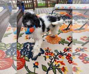 Poodle (Standard) Dogs for adoption in Scottsboro, AL, USA