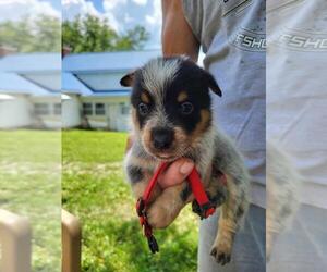 Australian Cattle Dog Puppy for sale in FERRUM, VA, USA