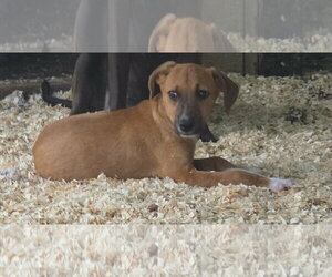Labbe Dogs for adoption in Oakhurst, NJ, USA