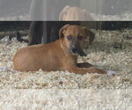Small Labbe