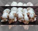 Small Photo #2 Cavalier King Charles Spaniel Puppy For Sale in MOUNTAIN GROVE, MO, USA
