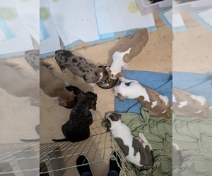 American Bully Litter for sale in PHOENIX, AZ, USA