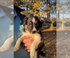 Border Collie-Papillon Mix Puppy for Sale in CULPEPER, Virginia USA