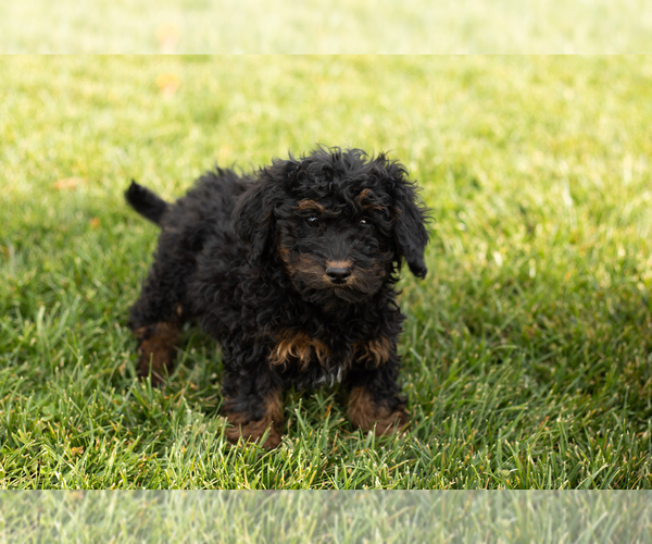 Medium Photo #4 Cock-A-Poo-Goldendoodle Mix Puppy For Sale in TOPEKA, IN, USA