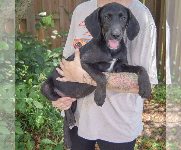 Medium Photo #3 Coonhound-Unknown Mix Puppy For Sale in Huntley, IL, USA