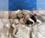 Small Goldendoodle