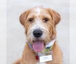 Small #16 Poodle (Miniature) Mix