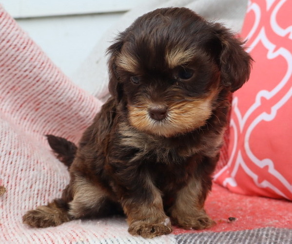 Medium Photo #3 Cavapoo Puppy For Sale in THORP, WI, USA