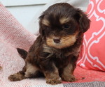 Small #2 Cavapoo