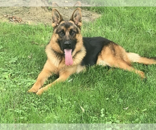 Medium Photo #10 German Shepherd Dog Puppy For Sale in WESTBY, WI, USA
