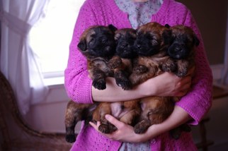 Soft Coated Wheaten Terrier Puppy for sale in LEWISBURG, PA, USA