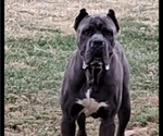 Small Photo #1 Cane Corso Puppy For Sale in ELGIN, OK, USA