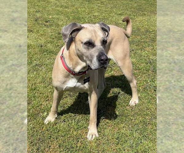 Medium Photo #11 Mastiff-Unknown Mix Puppy For Sale in Houston, TX, USA