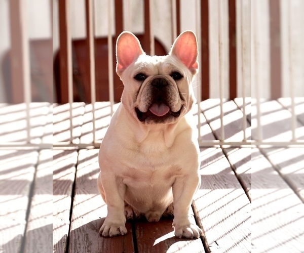 Medium Photo #1 French Bulldog Puppy For Sale in BERGENFIELD, NJ, USA