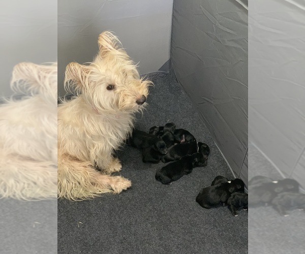 Medium Photo #8 Cardigan Welsh Corgi-Scottish Terrier Mix Puppy For Sale in WILDOMAR, CA, USA