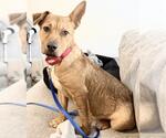 Small #2 Rhodesian Ridgeback Mix